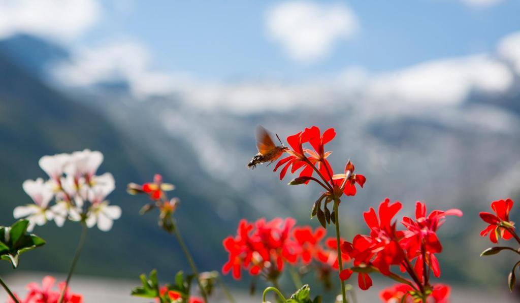 Artemis Easy Stay Self Check In-Out Saas-Fee Camera foto